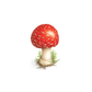 Toadstool Tattoo Pair